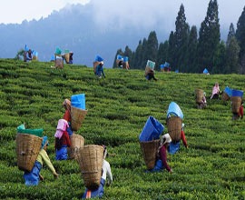 Assam Tour